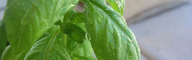 basil