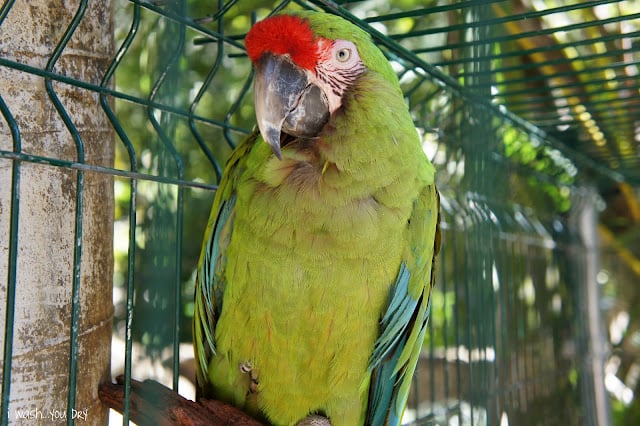 A parrot sitting on a branch in a cage.