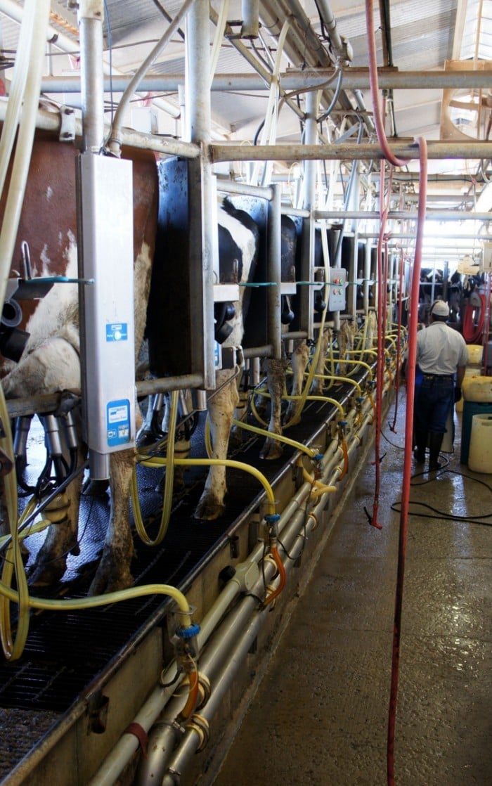 Showing where does milk come from at Kerr Dairy in Arizona