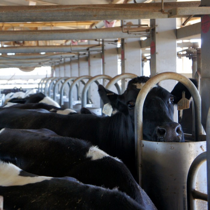 Cows in their milking stalls at Kerr Dairy