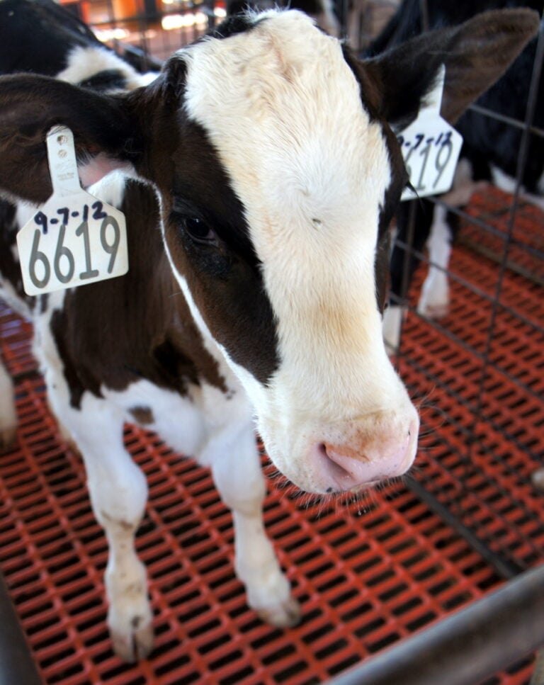 A close up of a cows face at Kerr Dairy
