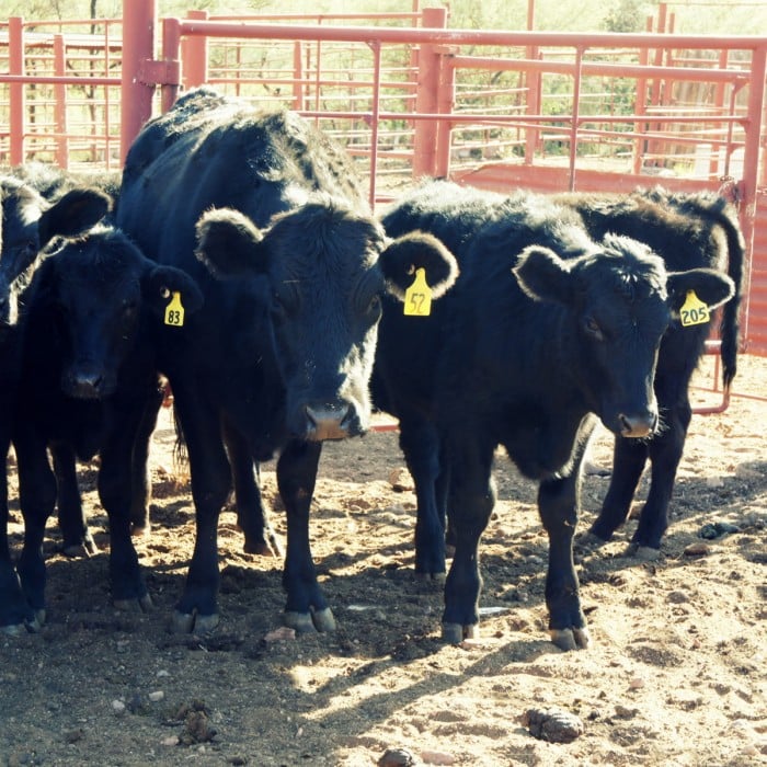 A herd of cattle at Quarter Circle U Ranch in Apache Junction, Arizona