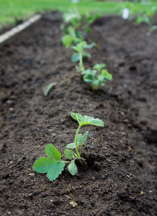 Strawberry plant