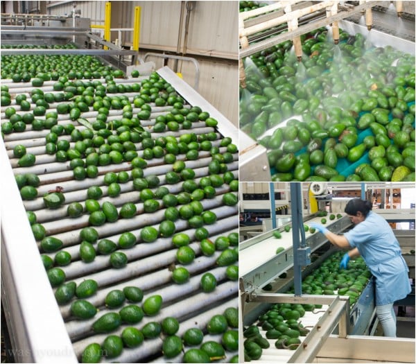 Avocado Packing Plant