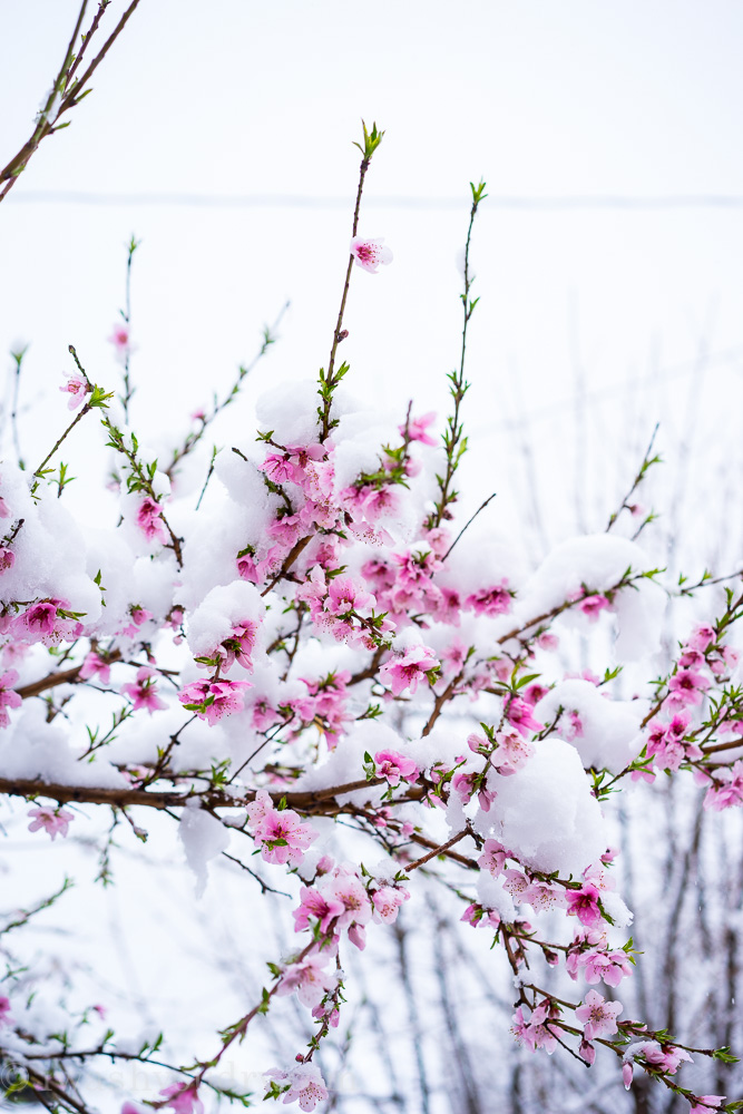 Spring Snow