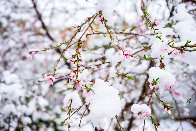 Spring Snow