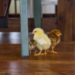 baby chicks