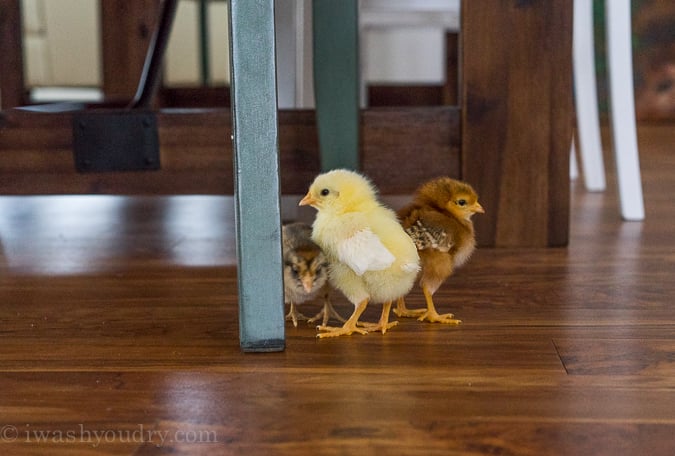 baby chicks