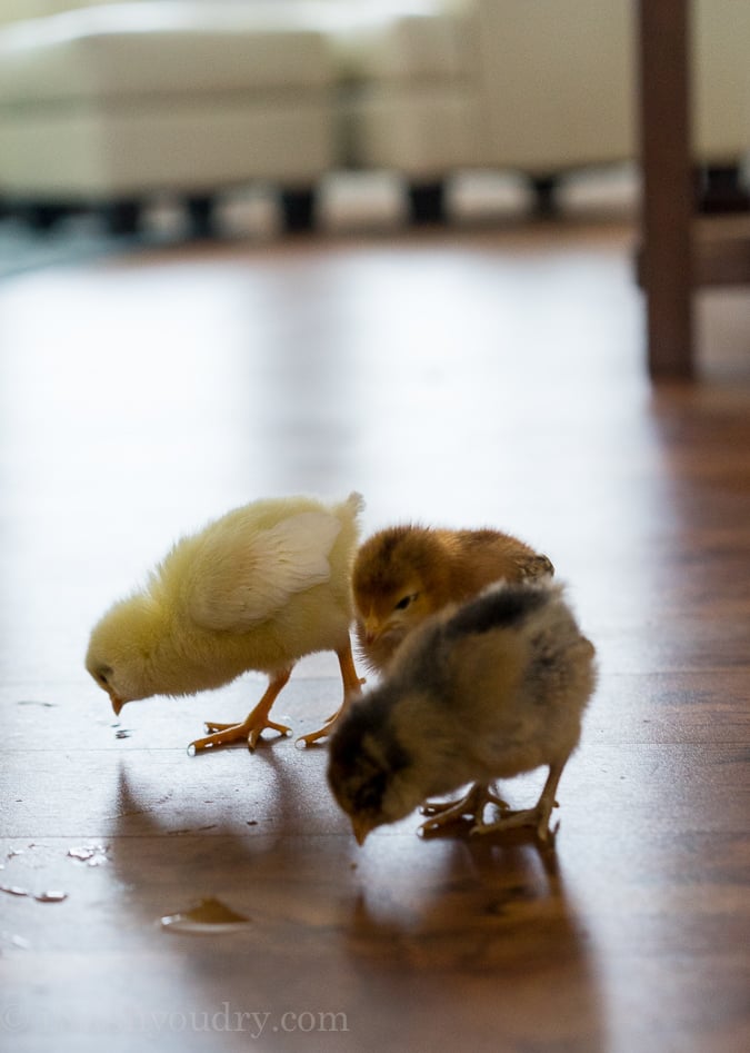 baby chicks