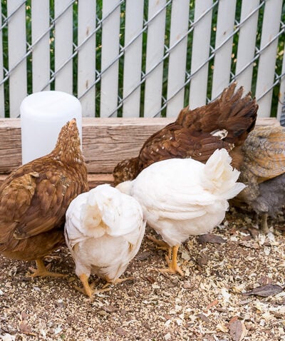 Chickens in a chicken coop