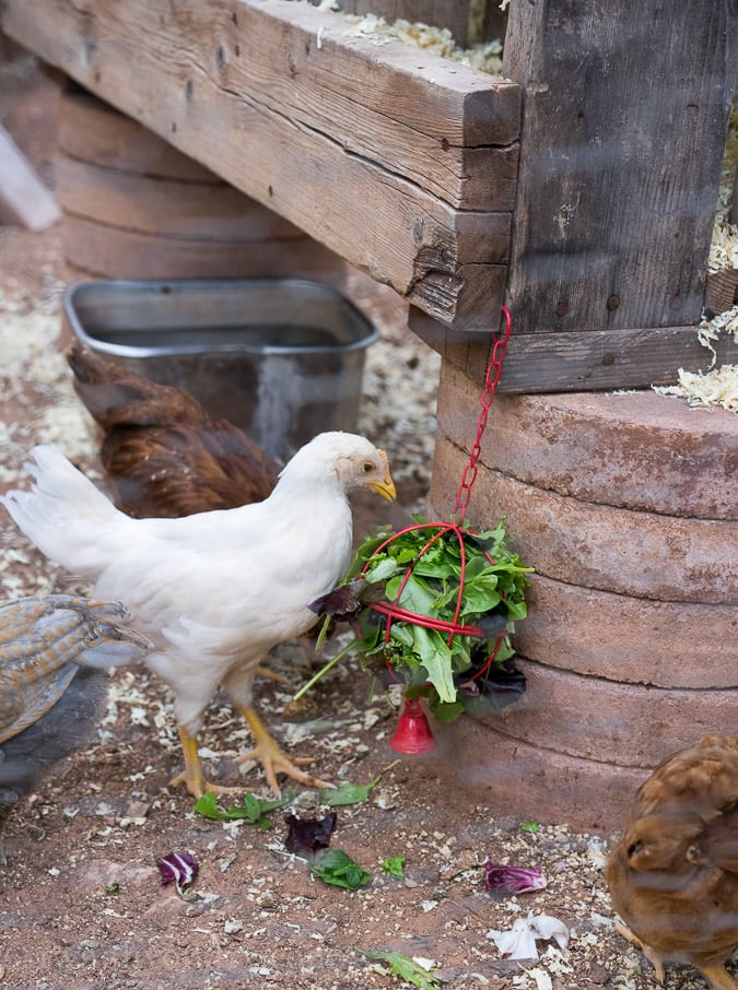 Chickens 6 weeks-5