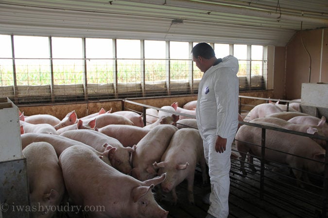 The shocking truths I learned about Pig Farming! All the questions answered in this detailed post!