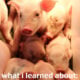What I learned about Pig Farming!