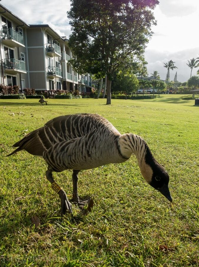 Wild Nene birds in Kauai, Hawaii