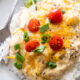 creamy chicken on white plate with tomatoes.